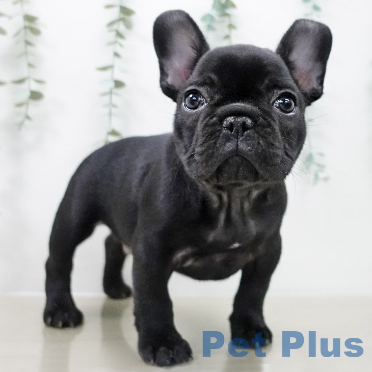 埼玉県のフレンチブルドッグ (ペッツワン 吉川美南店/2025年10月12日生まれ/男の子/ブリンドル)の子犬の2枚目の画像