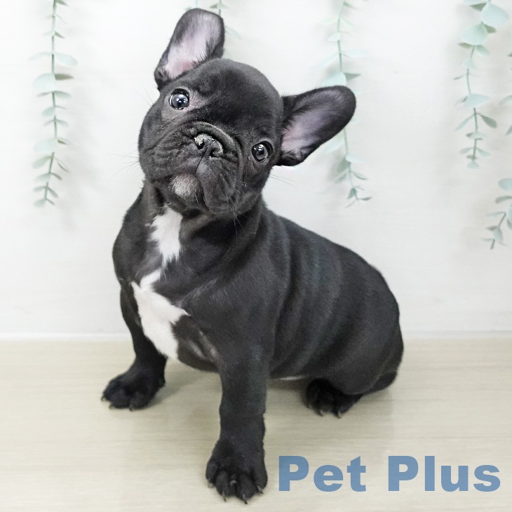 長野県のフレンチブルドッグ (ペットプラス 須坂店/2025年10月12日生まれ/女の子/ブリンドルホワイト)の子犬の1枚目の画像