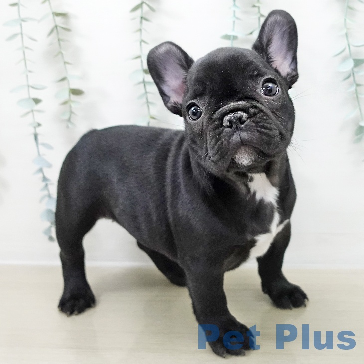 長野県のフレンチブルドッグ (ペットプラス 須坂店/2025年10月12日生まれ/女の子/ブリンドルホワイト)の子犬の2枚目の画像