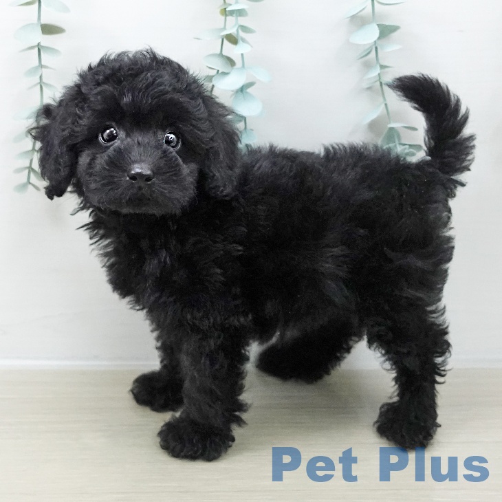 神奈川県のトイプードル(トイ) (ペットプラス 新百合丘店/2025年10月17日生まれ/女の子/ブラック)の子犬の1枚目の画像