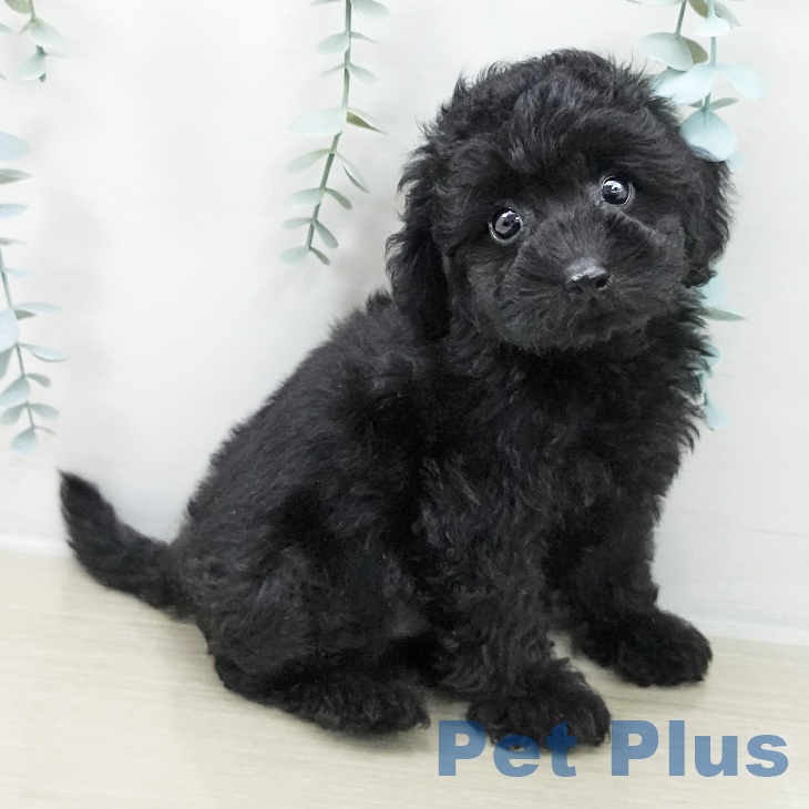 神奈川県のトイプードル(トイ) (ペットプラス 新百合丘店/2025年10月17日生まれ/女の子/ブラック)の子犬の2枚目の画像