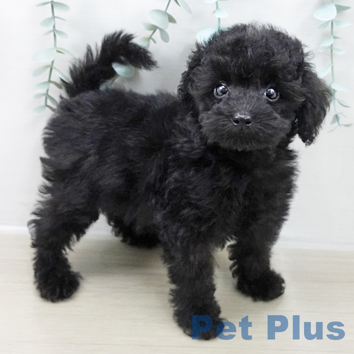 トイ・プードル