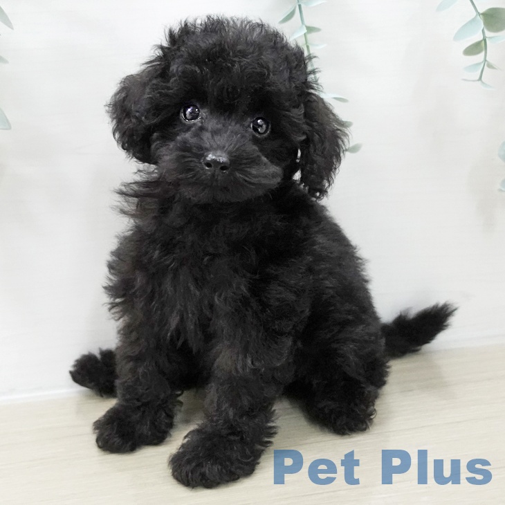 トイ・プードル