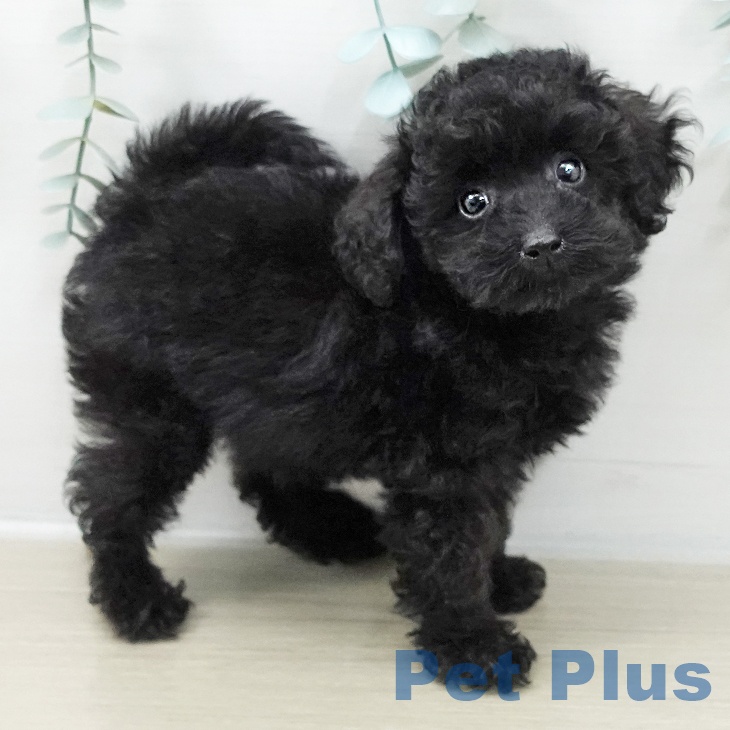 長野県のトイプードル(トイ) (ペットプラス 須坂店/2025年10月17日生まれ/女の子/ブラック)の子犬の1枚目の画像