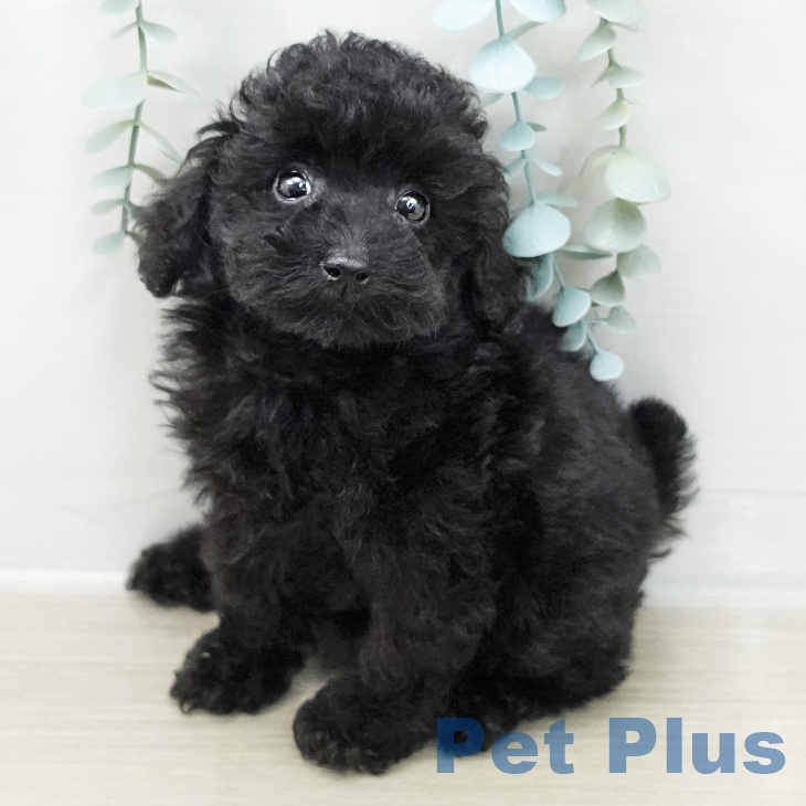 長野県のトイプードル(トイ) (ペットプラス 須坂店/2025年10月17日生まれ/女の子/ブラック)の子犬の2枚目の画像