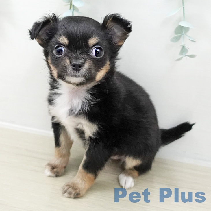 埼玉県のチワワ(ロング) (ペットプラス イオンモール春日部店/2025年10月15日生まれ/女の子/ブラックタンホワイト)の子犬の1枚目の画像