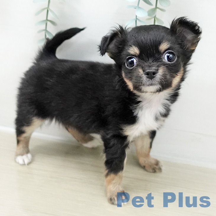 埼玉県のチワワ(ロング) (ペットプラス イオンモール春日部店/2025年10月15日生まれ/女の子/ブラックタンホワイト)の子犬の2枚目の画像