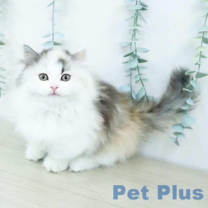 埼玉県のミヌエット (ペットプラス 羽生店/2025年10月3日生まれ/女の子/シルバーパッチドタビーホワイト)の子猫の1枚目の画像