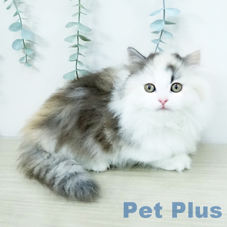 埼玉県のミヌエット (ペットプラス 羽生店/2025年10月3日生まれ/女の子/シルバーパッチドタビーホワイト)の子猫の2枚目の画像