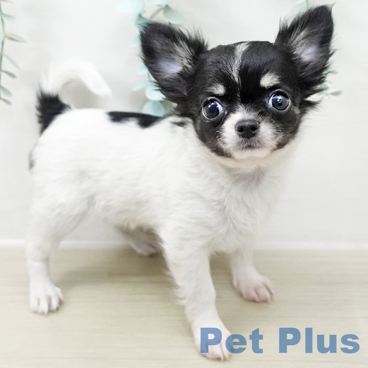 宮城県のチワワ(ロング) (ペットプラス 名取店/2025年9月19日生まれ/女の子/ホワイトブラックタン)の子犬の1枚目の画像