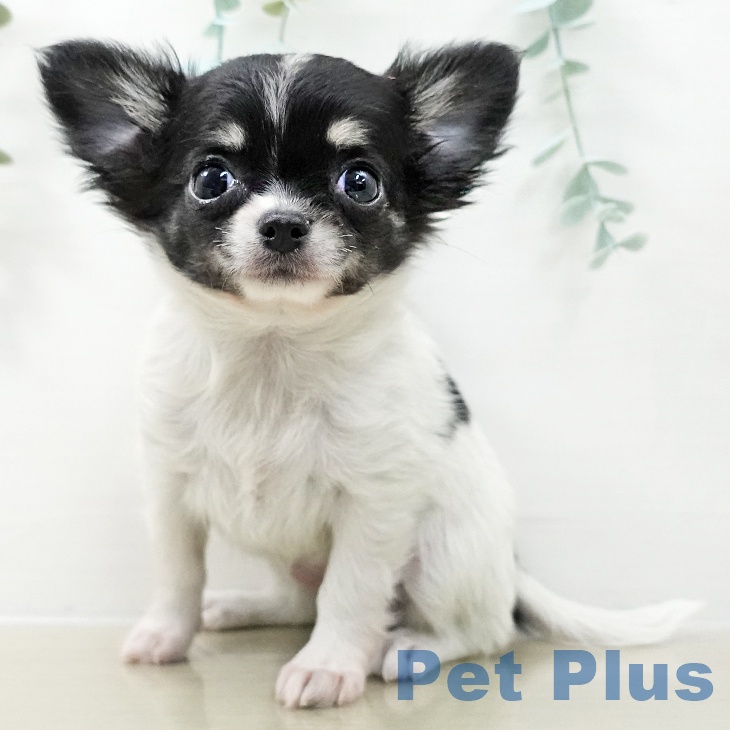宮城県のチワワ(ロング) (ペットプラス 名取店/2025年9月19日生まれ/女の子/ホワイトブラックタン)の子犬の2枚目の画像