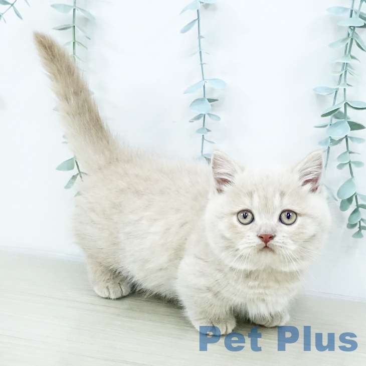 埼玉県のミヌエット (ペットプラス 羽生店/2025年10月10日生まれ/男の子/クリームタビー)の子猫の1枚目の画像