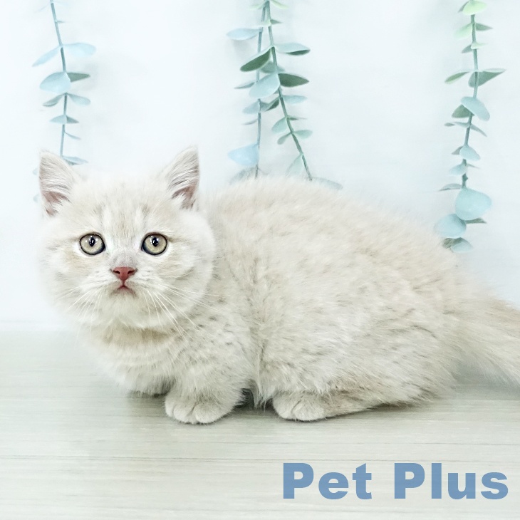 埼玉県のミヌエット (ペットプラス 羽生店/2025年10月10日生まれ/男の子/クリームタビー)の子猫の2枚目の画像