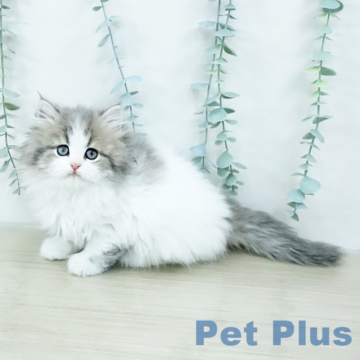 岡山県のスコティッシュフォールド (ペッツワン 岡山南店/2025年10月10日生まれ/女の子/ブルータビーホワイト)の子猫の1枚目の画像