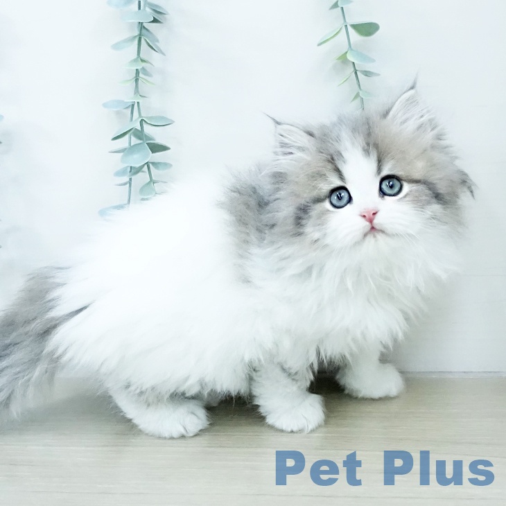 岡山県のスコティッシュフォールド (ペッツワン 岡山南店/2025年10月10日生まれ/女の子/ブルータビーホワイト)の子猫の2枚目の画像