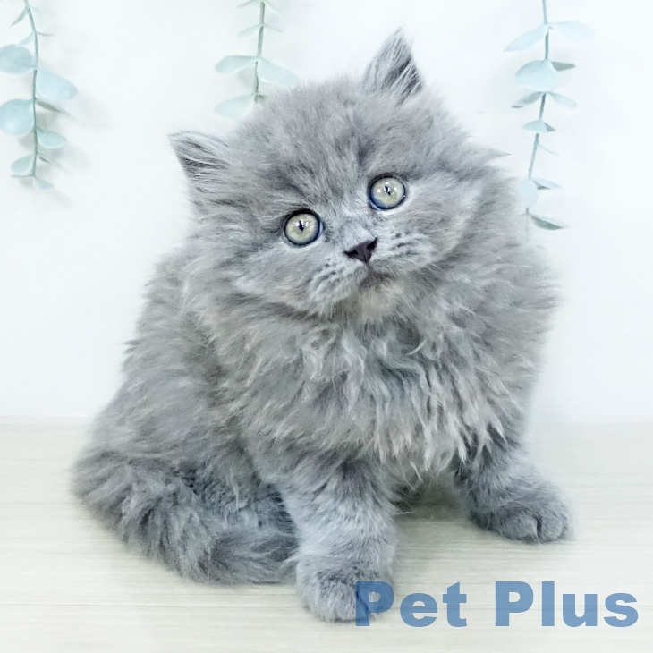 福島県のブリティッシュショートヘアー (ペットプラス 福島店/2025年10月15日生まれ/男の子/ブルー)の子猫の1枚目の画像