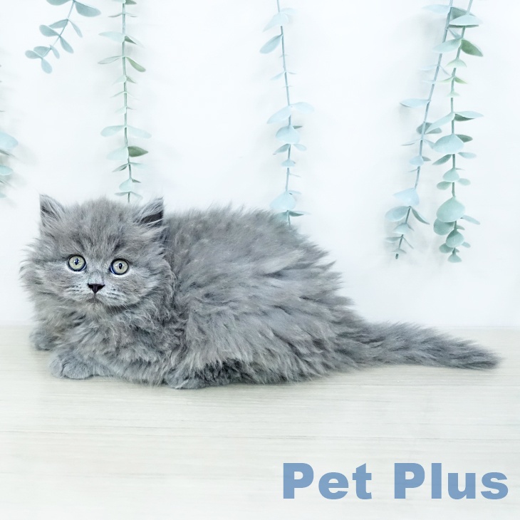 福島県のブリティッシュショートヘアー (ペットプラス 福島店/2025年10月15日生まれ/男の子/ブルー)の子猫の2枚目の画像