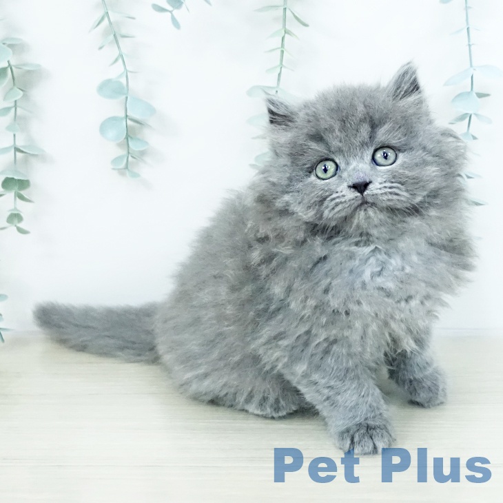 ブリティッシュショートヘア