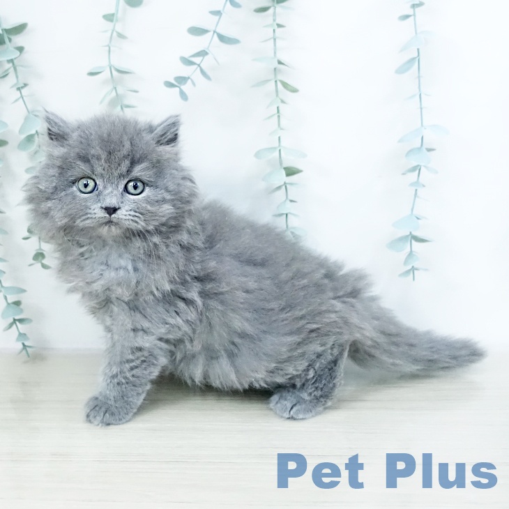 ブリティッシュショートヘアの写真2