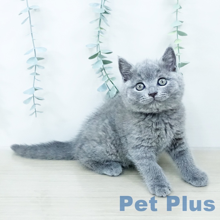 埼玉県のブリティッシュショートヘアー (ペットプラス 羽生店/2025年10月15日生まれ/男の子/ブルー)の子猫