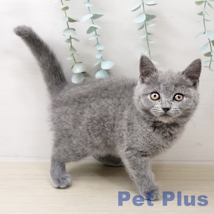 ブリティッシュショートヘア