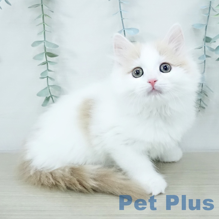 茨城県のサイベリアン (ペットプラス つくば店/2025年10月13日生まれ/男の子/クリームホワイト)の子猫の1枚目の画像