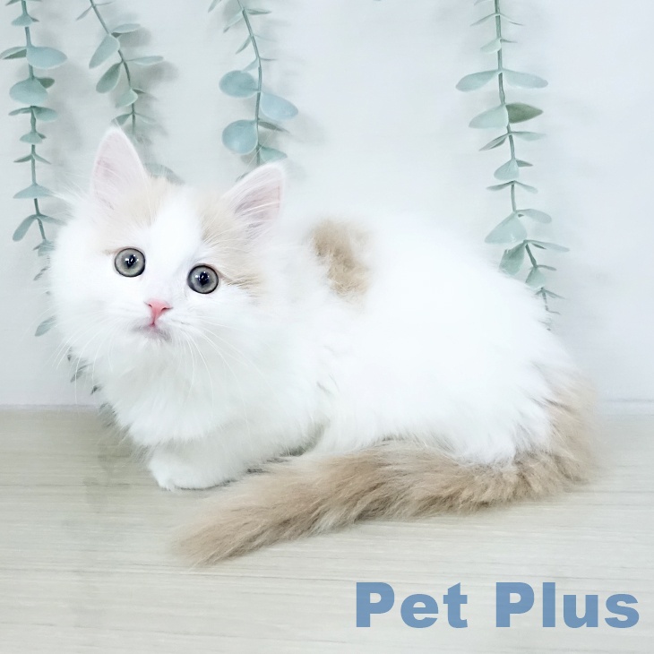 茨城県のサイベリアン (ペットプラス つくば店/2025年10月13日生まれ/男の子/クリームホワイト)の子猫の2枚目の画像