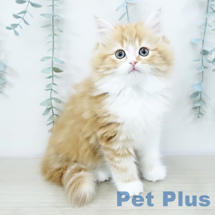 埼玉県のサイベリアン (ペットプラス コクーンシティ店/2025年10月13日生まれ/女の子/レッドタビーホワイト)の子猫の1枚目の画像