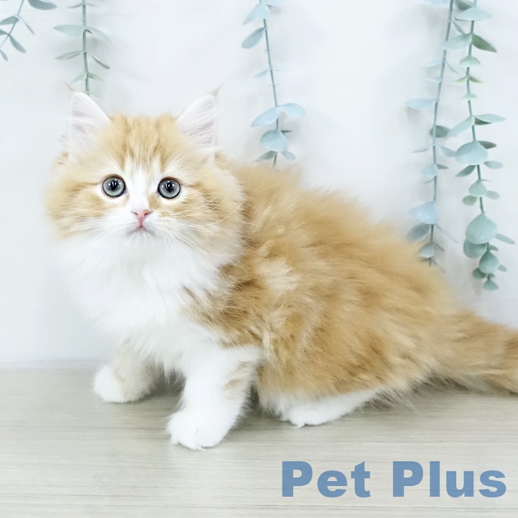 埼玉県のサイベリアン (ペットプラス コクーンシティ店/2025年10月13日生まれ/女の子/レッドタビーホワイト)の子猫の2枚目の画像