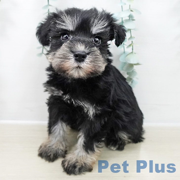 ミニチュア・シュナウザー