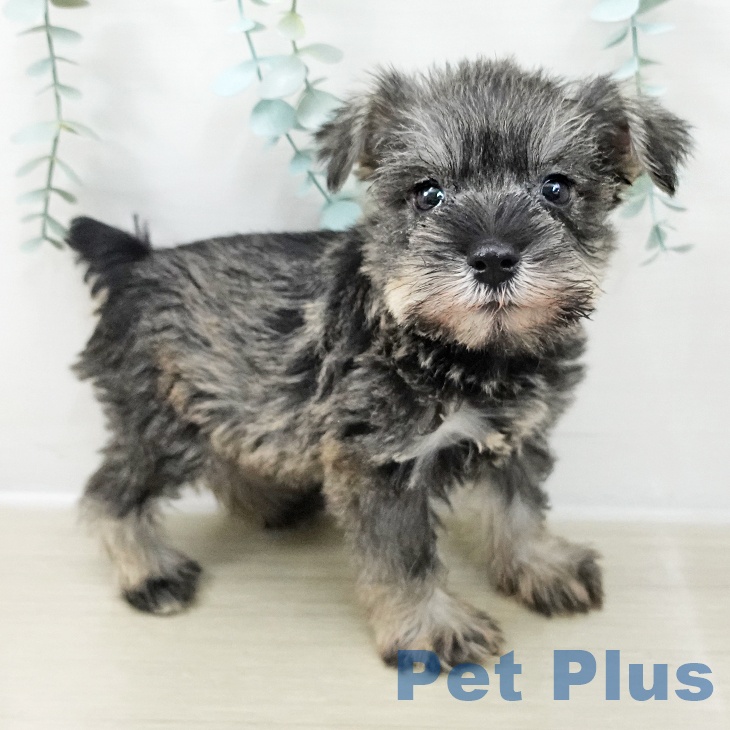 東京都のミニチュアシュナウザー (ペットプラス 東久留米店/2025年10月16日生まれ/男の子/ソルトペッパー)の子犬の1枚目の画像