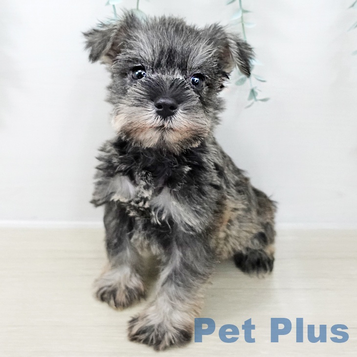 東京都のミニチュアシュナウザー (ペットプラス 東久留米店/2025年10月16日生まれ/男の子/ソルトペッパー)の子犬の2枚目の画像