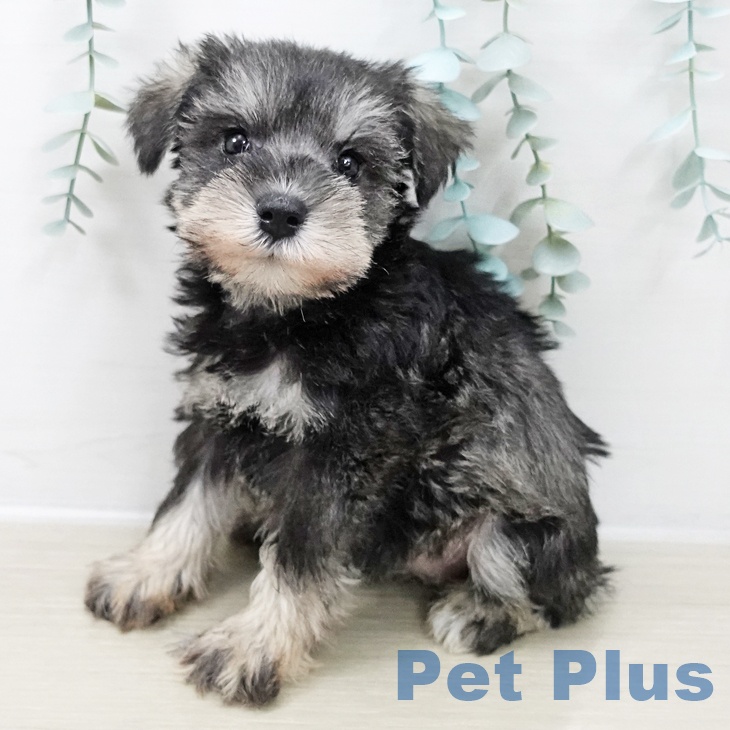 茨城県のミニチュアシュナウザー (ペットプラス つくば店/2025年10月16日生まれ/女の子/ソルトペッパー)の子犬の1枚目の画像