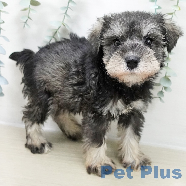 茨城県のミニチュアシュナウザー (ペットプラス つくば店/2025年10月16日生まれ/女の子/ソルトペッパー)の子犬の2枚目の画像