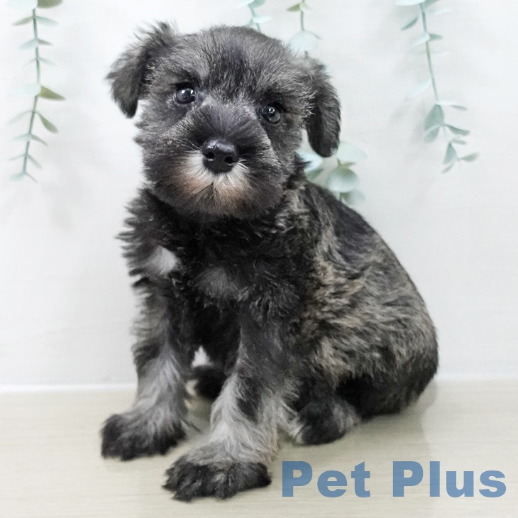 神奈川県のミニチュアシュナウザー (ペッツワン 横須賀久里浜店/2025年10月16日生まれ/女の子/ソルトペッパー)の子犬の1枚目の画像