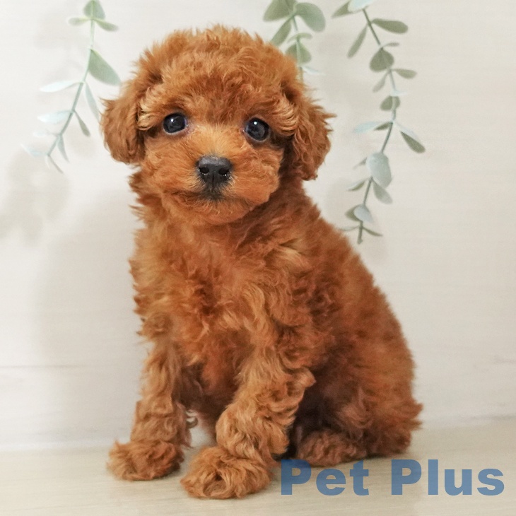 東京都のトイプードル(トイ) (ペットプラス 日の出店/2025年10月17日生まれ/男の子/レッド)の子犬の1枚目の画像