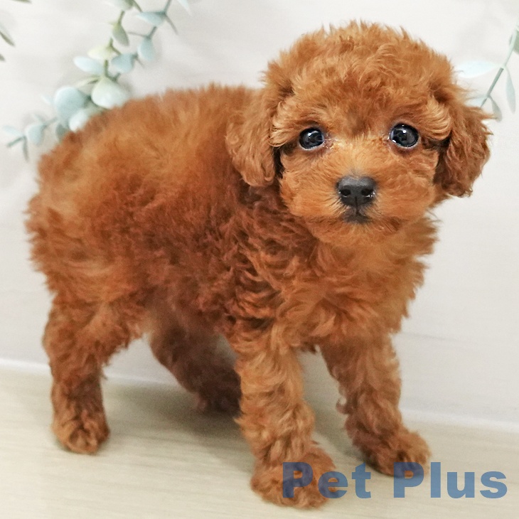 東京都のトイプードル(トイ) (ペットプラス 日の出店/2025年10月17日生まれ/男の子/レッド)の子犬の2枚目の画像