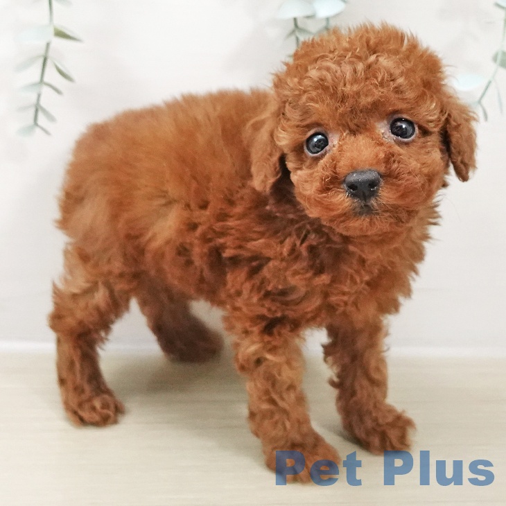 千葉県のトイプードル(トイ) (ペットプラス 幕張新都心店/2025年10月17日生まれ/男の子/レッド)の子犬の1枚目の画像