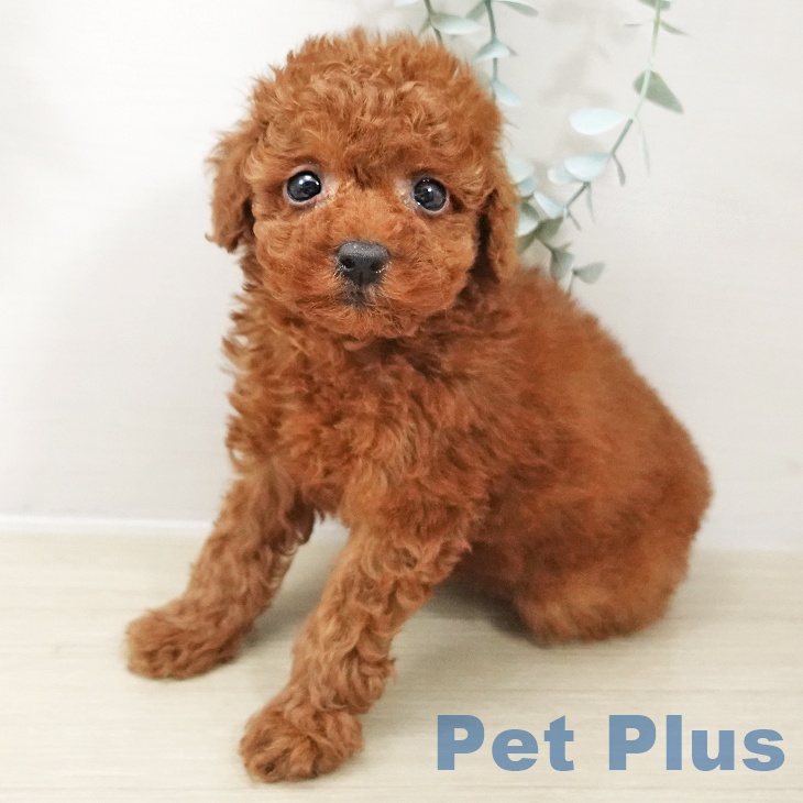 千葉県のトイプードル(トイ) (ペットプラス 幕張新都心店/2025年10月17日生まれ/男の子/レッド)の子犬の2枚目の画像