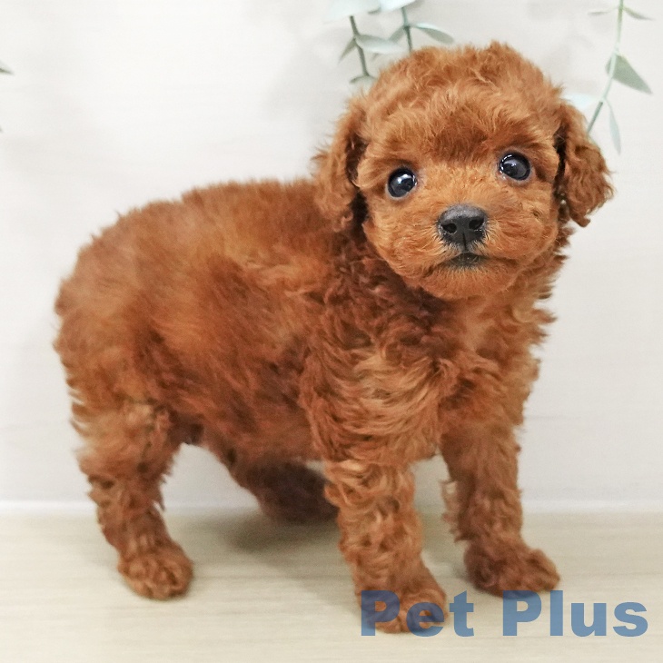 群馬県のトイプードル(トイ) (ペットプラス イオンモール太田店/2025年10月17日生まれ/男の子/レッド)の子犬の1枚目の画像