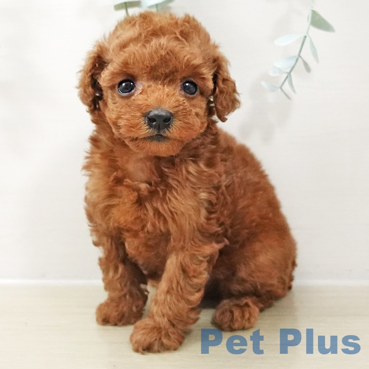 群馬県のトイプードル(トイ) (ペットプラス イオンモール太田店/2025年10月17日生まれ/男の子/レッド)の子犬の2枚目の画像