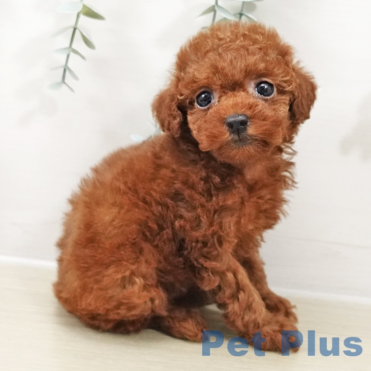 トイ・プードル