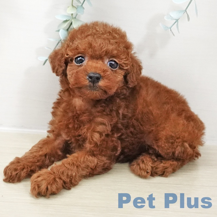 トイ・プードルの写真2