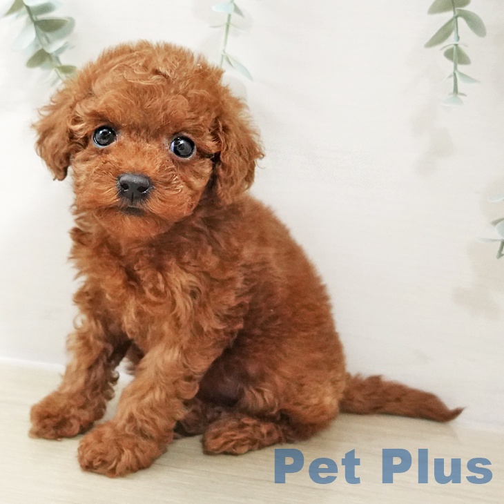 埼玉県のトイプードル(トイ) (ペットプラス コクーンシティ店/2025年10月17日生まれ/女の子/レッド)の子犬の1枚目の画像