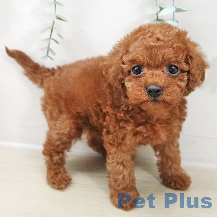 埼玉県のトイプードル(トイ) (ペットプラス コクーンシティ店/2025年10月17日生まれ/女の子/レッド)の子犬の2枚目の画像