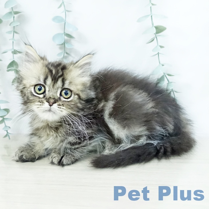 千葉県のミヌエット (ペットプラス コトエ流山おおたかの森店/2025年10月6日生まれ/男の子/ブラウンタビー)の子猫の1枚目の画像