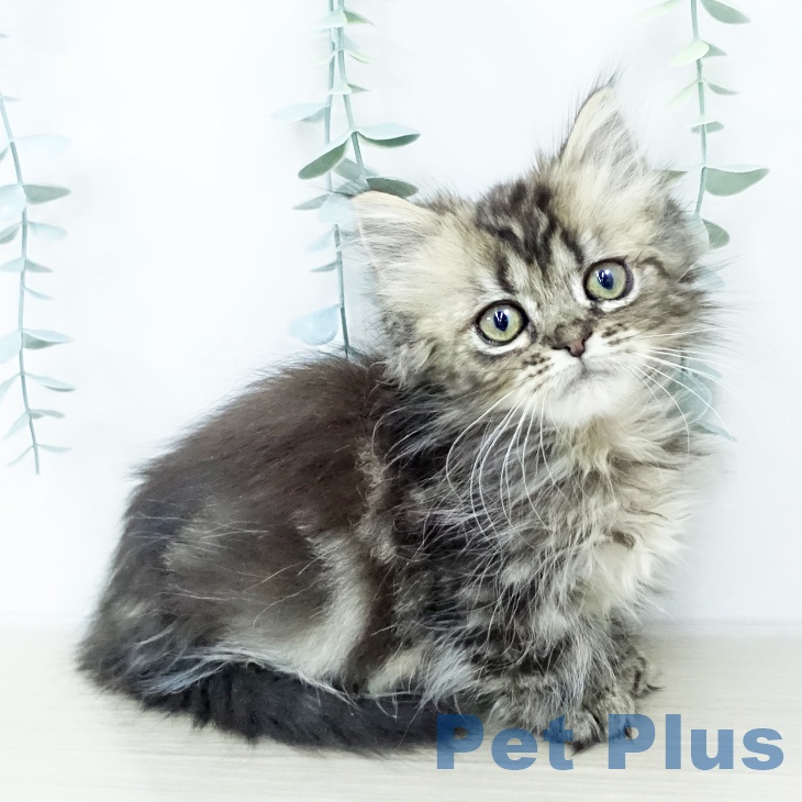 千葉県のミヌエット (ペットプラス コトエ流山おおたかの森店/2025年10月6日生まれ/男の子/ブラウンタビー)の子猫の2枚目の画像