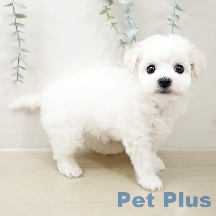 宮城県のビションフリーゼ (ペットプラス 名取店/2025年10月17日生まれ/女の子/ホワイト)の子犬の1枚目の画像