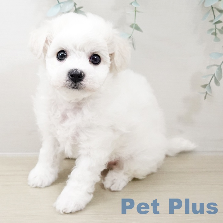 宮城県のビションフリーゼ (ペットプラス 名取店/2025年10月17日生まれ/女の子/ホワイト)の子犬の2枚目の画像