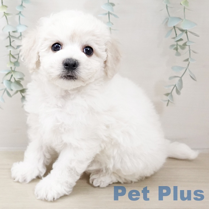 ビション・フリーゼ